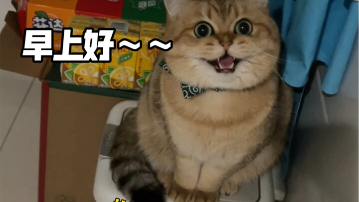 Let’s get a cat in 2022! The kind that’ll say “good morning” to you~