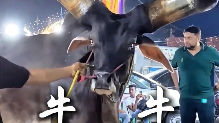 Chinese Zodiac "Ox"—how many of these do you recognize? If you encounter the last one in the wild, g