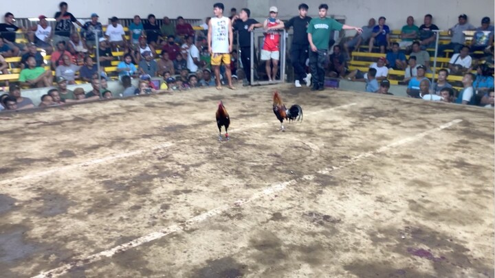 Nakadalawa na ang Lemon Guapo natin 🐓👌 (Win) Feb. 22, 2026