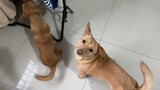 [Hewan]Dua Anak Anjing yang Nakal