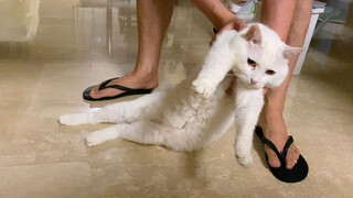 How lazy can a cat really be?