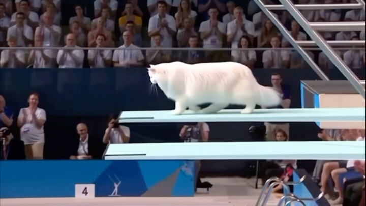 Cat diving competition~
