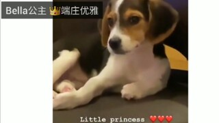 威神V家的宠物 猫不像猫,狗不像狗 [NCT/威神V]