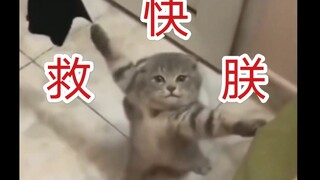 【动物迷惑行为大赏⁷】