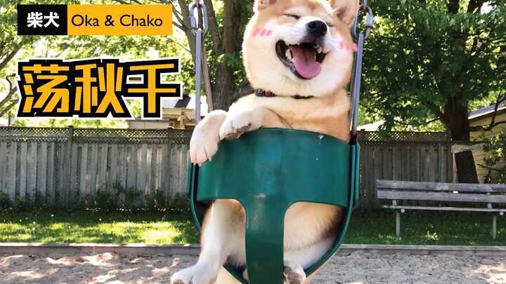 The Shiba Inu swinging on the swing is absolutely adorable! [Shiba Inu Observation Bureau]