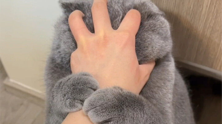 Discouraging! Don't get a blue cat.