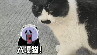 Mission: Help Baga Cat Revenge