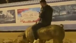《Lucu sekali, sama sekali tidak ada matinya!》