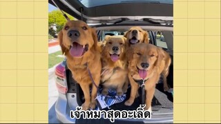 เพื่อนตัวน้อย สัตว์เลี้ยงแสนซน : เจ้าหมาสุดอะเลิ้ด