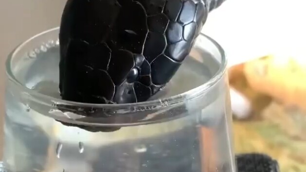 Danger!!! Offering a cup of water to a cobra.