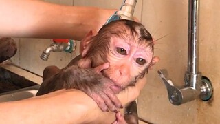 In the shower Coconut and Lay Heang Monkeys
