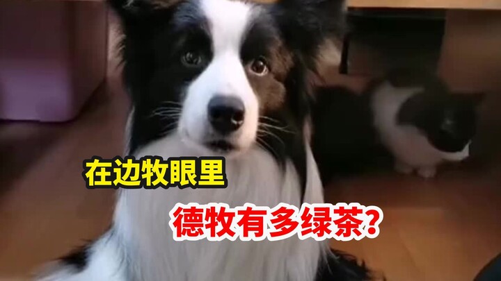 They’re all top-tier in intelligence—so why does the Border Collie seem way smarter?