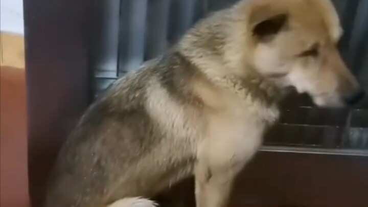 The neighbor’s dog came to my house to shelter from the rain—it’s so friendly!