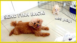 TOY POODLE VS THE NEW PUPPY| The Poodle Mom