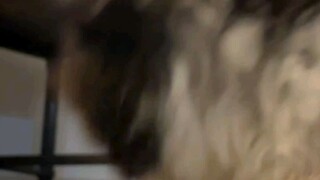 Cute cat video