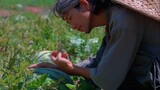 Kembalikan teknik pembuatan es semangka kuno