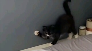Kucing: Mencoba menyalakan... Gagal menyalakan