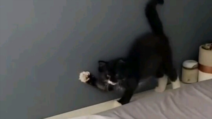 Kucing: Mencoba menyalakan... Gagal menyalakan