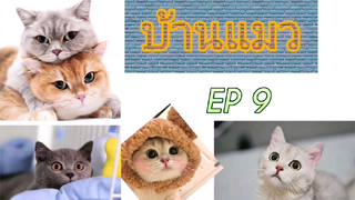 บ้านแมว Ep 9 เจ้าแมวเล่นกับผีเสื้อ🤪