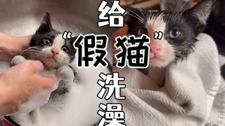 它看起来很有礼貌！给十分有猫德的可爱流浪小奶猫洗澡