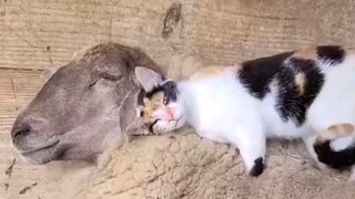 The healing moments that animals give you