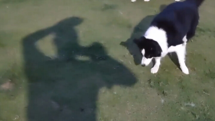 Border Collie: Kalau aku kalah darimu, masak aku juga kalah sama bayanganmu?