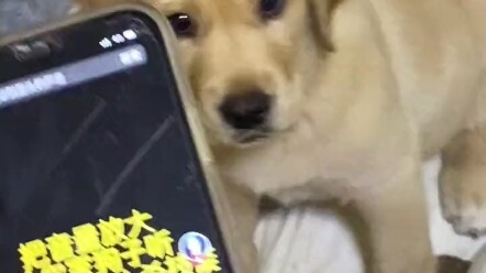 หนึ่งวินาทีปลุกสกิลหันหัวน่ารักของเจ้าตูบ