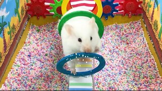 ภารกิจของหนูแฮมสเตอร์ EP 350