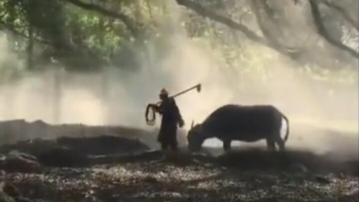 "Gió thổi cây liễu, tôi dám hỏi"