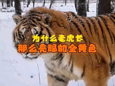 Why are tigers such a striking golden yellow?