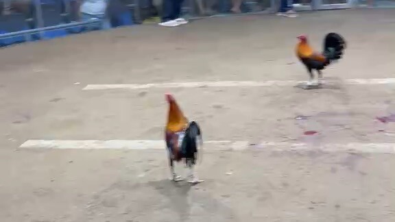 Pilar Coliseum 3hits, 3rd fight WDW