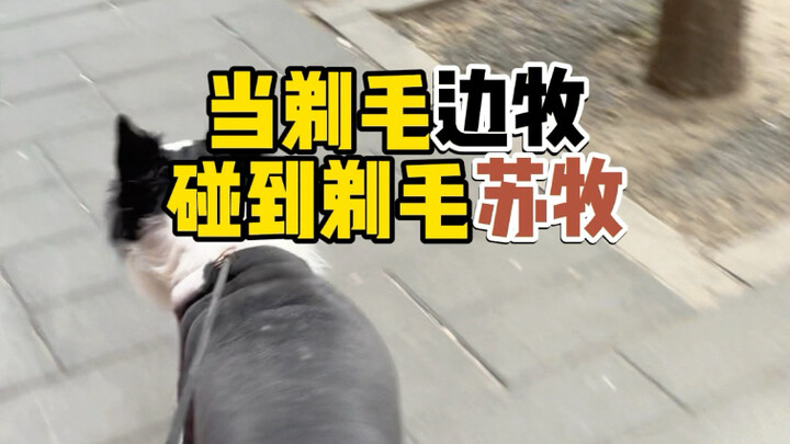 Khi chú Border Collie cạo lông gặp chú Shetland Sheepdog cũng cạo lông