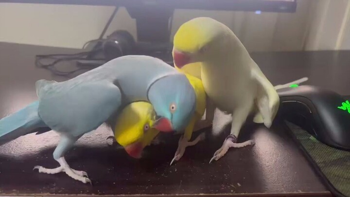 Continue casting~🤣