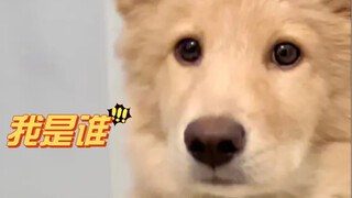 宝宝其实你是一头小猪啊