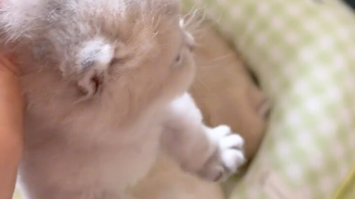 Fat baby～You are a fat baby!