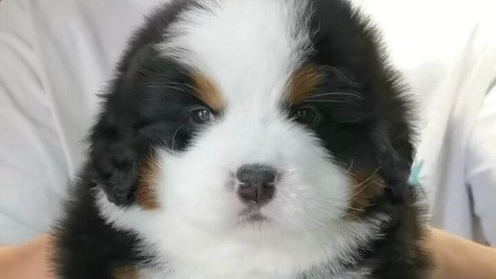 Hành trình trưởng thành của chú chó Bernese nhỏ