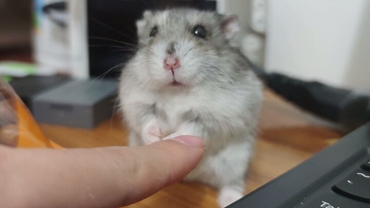 Give the hamster a pine nut. The hamster says: Is this the last meal?