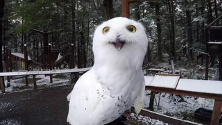 雪鸮看到下雪很兴奋