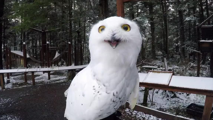Snowy owl is excited to see snow