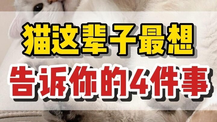 สี่สิ่งที่แมวอยากบอกคุณที่สุดในชีวิตนี้