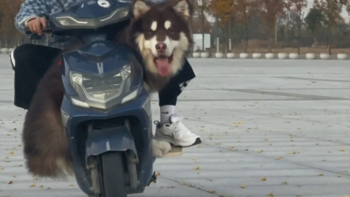 蛋黄：这就是我雪橇犬的速度 我妈说超级爽的 你们要来试试不