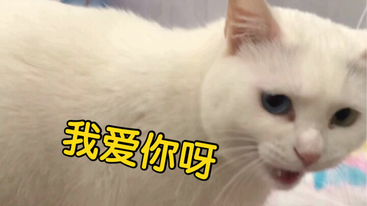 Punya kucing aja, lebih pandai ngasih perhatian daripada pacar!