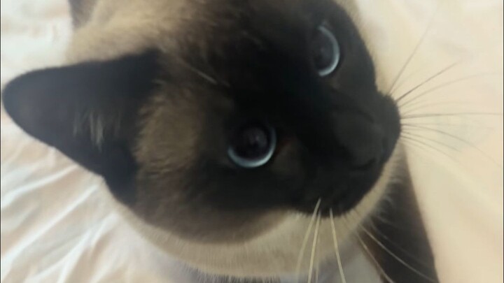 Boss Wo and Ni are going all out, meow!