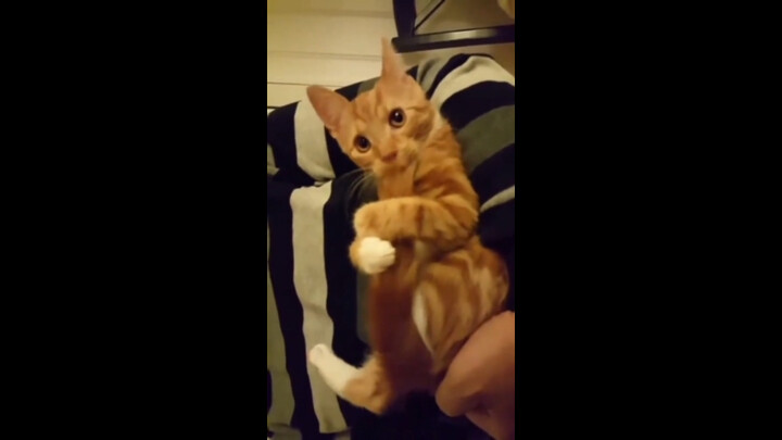 “Hành vi khó hiểu của mèo”