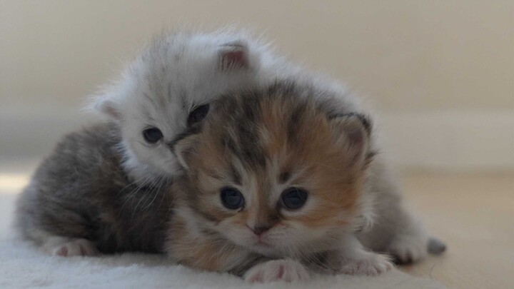 Can even a little kitten communicate without any barriers?