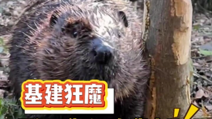 บีเวอร์: มนุษย์ขยะ! ถ้าพวกแกไม่ซ่อม ก็ให้ฉันซ่อมเอง!