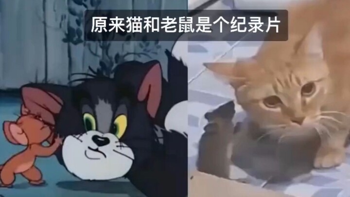 果然，猫和老鼠来源于生活～