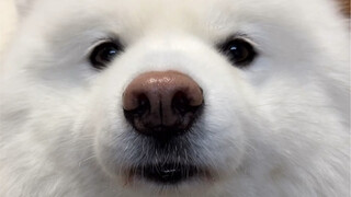 今天偷吃东西又被我抓个正着！