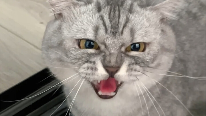 Everyone, come take a look—was this kitten born to my cat??