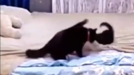 Cảnh tượng bất ngờ dưới camera: Mèo mẹ nghiêm khắc dạy dỗ đứa con đang quậy phá rồi dọn dẹp lại tấm 